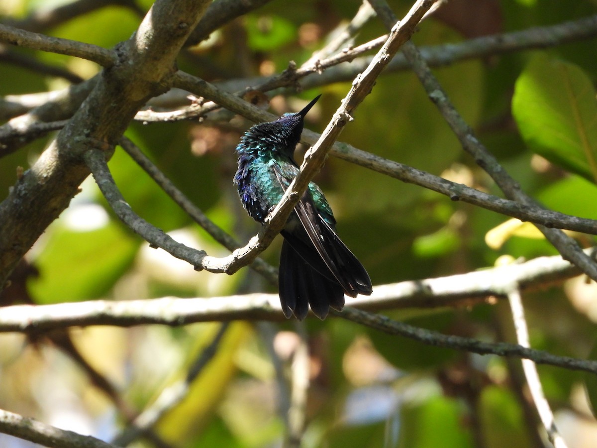 Glanz-Veilchenohrkolibri - ML614018127