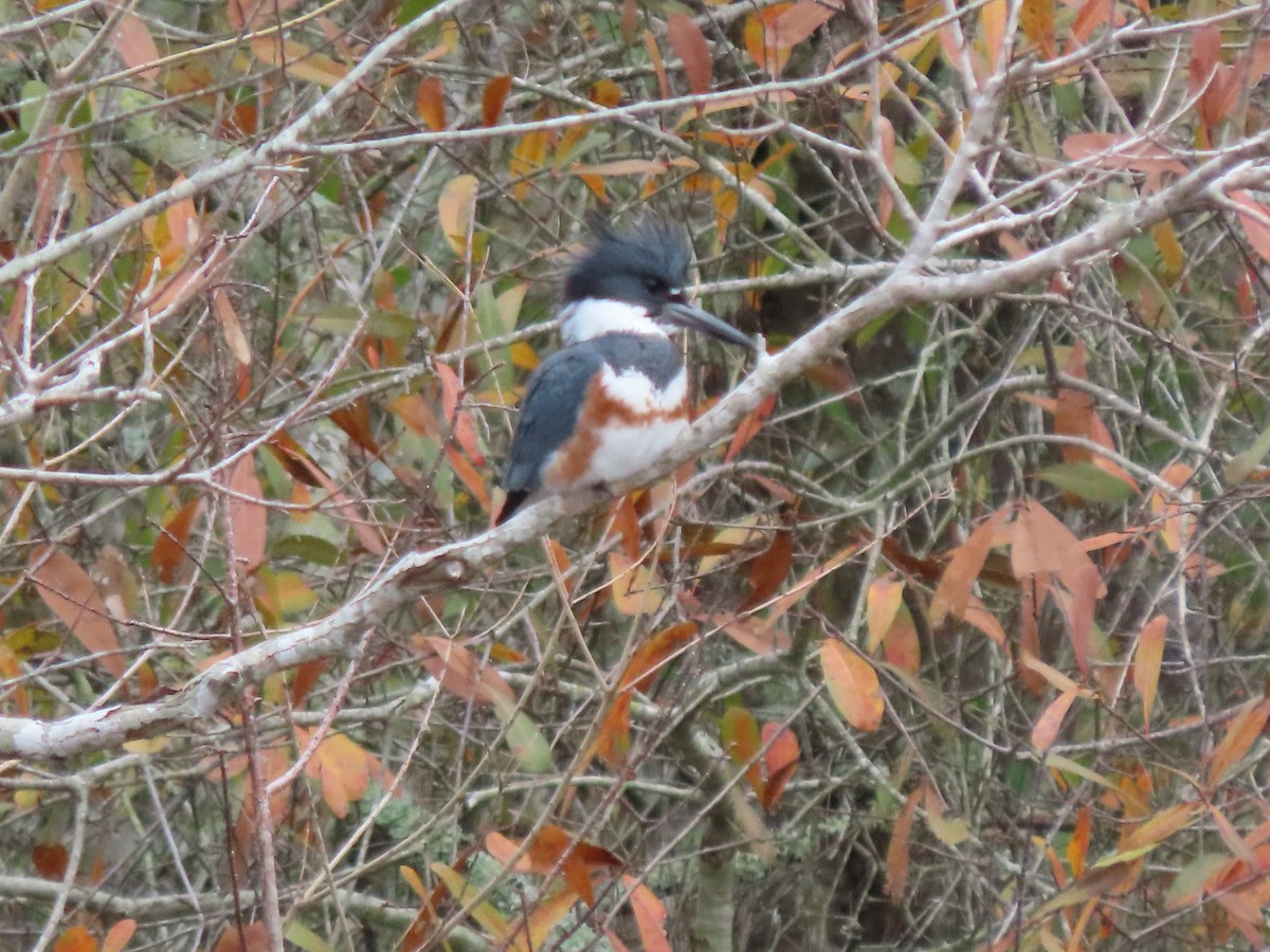 Belted Kingfisher - Bonnie Berard