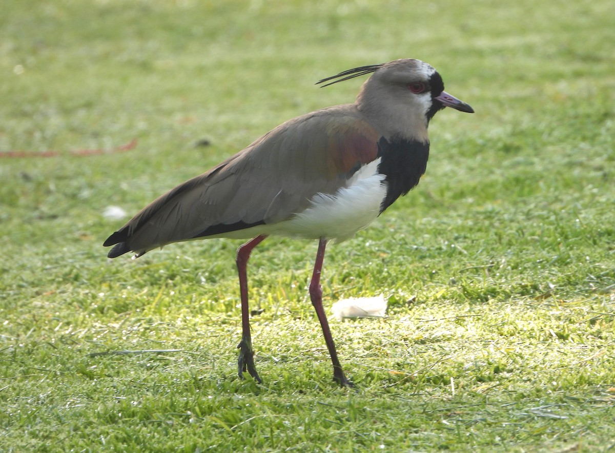 Southern Lapwing - ML614018152