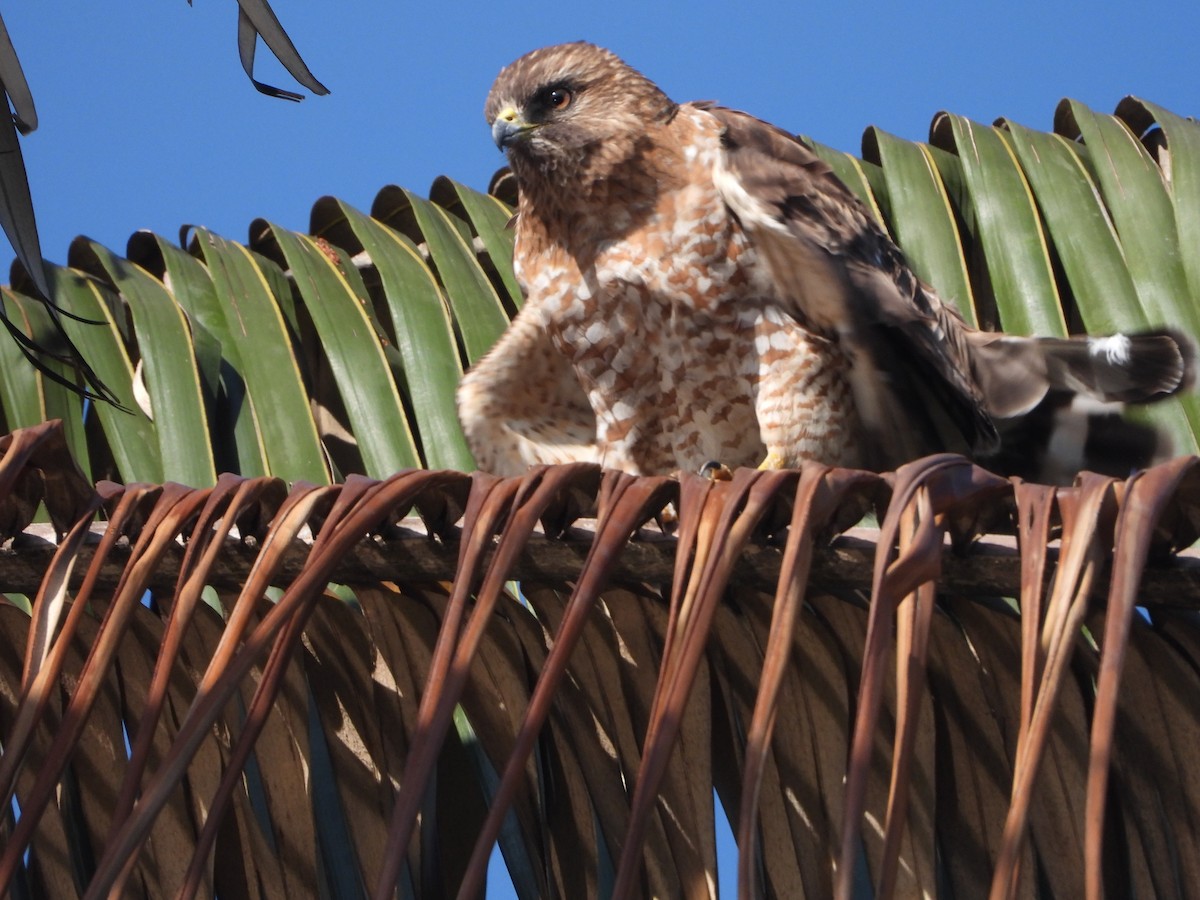 Broad-winged Hawk - ML614018158