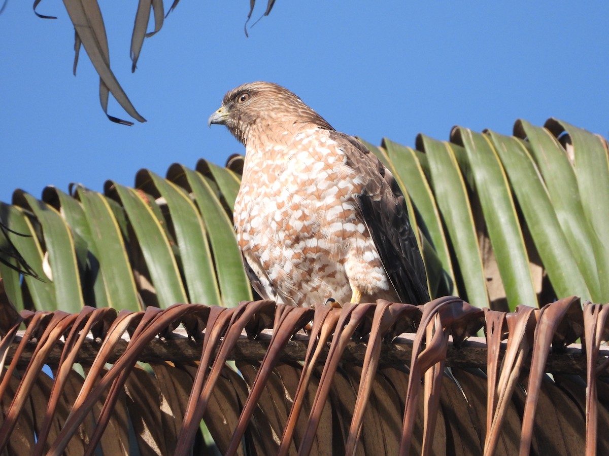 Broad-winged Hawk - ML614018159