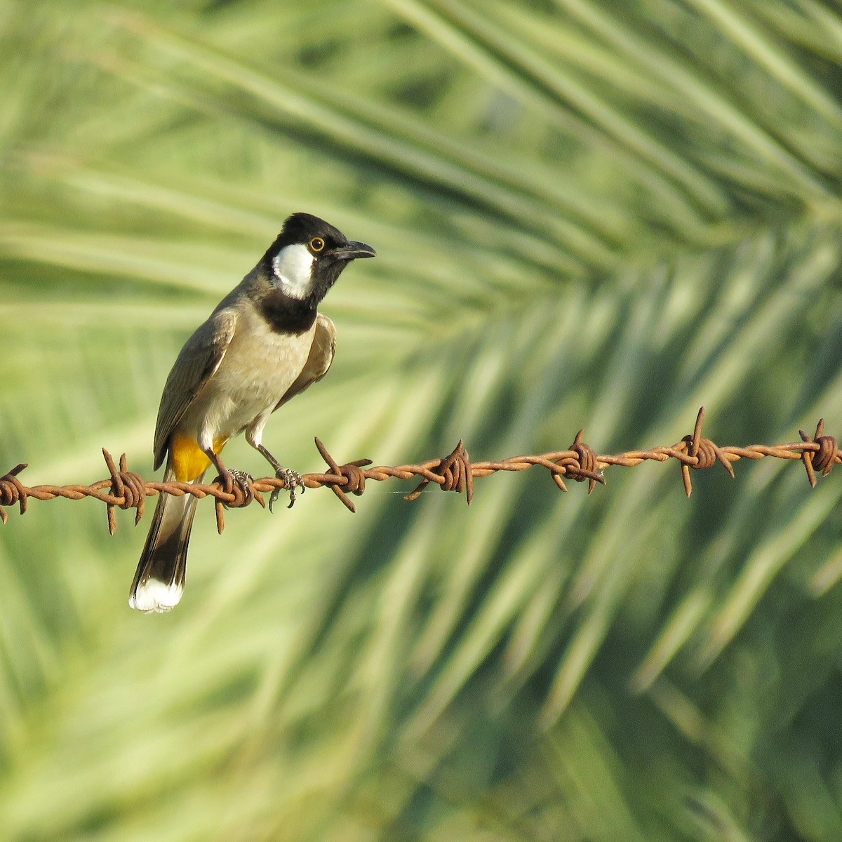 White-eared Bulbul - ML614018214