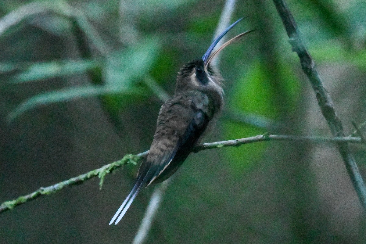 Long-billed Hermit (Central American) - ML614018227