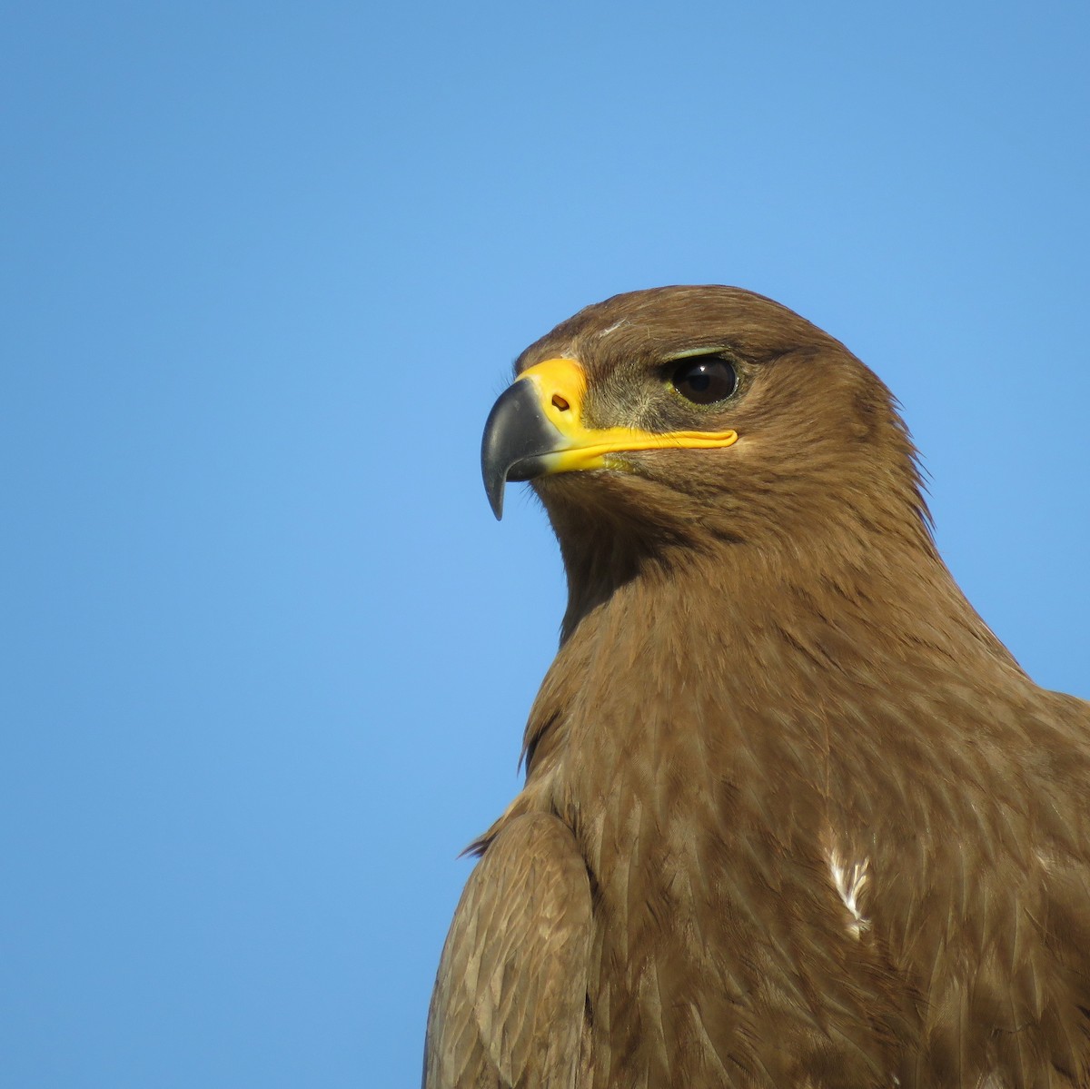 Steppe Eagle - ML614018267