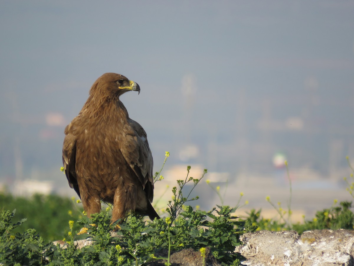 Steppe Eagle - ML614018268