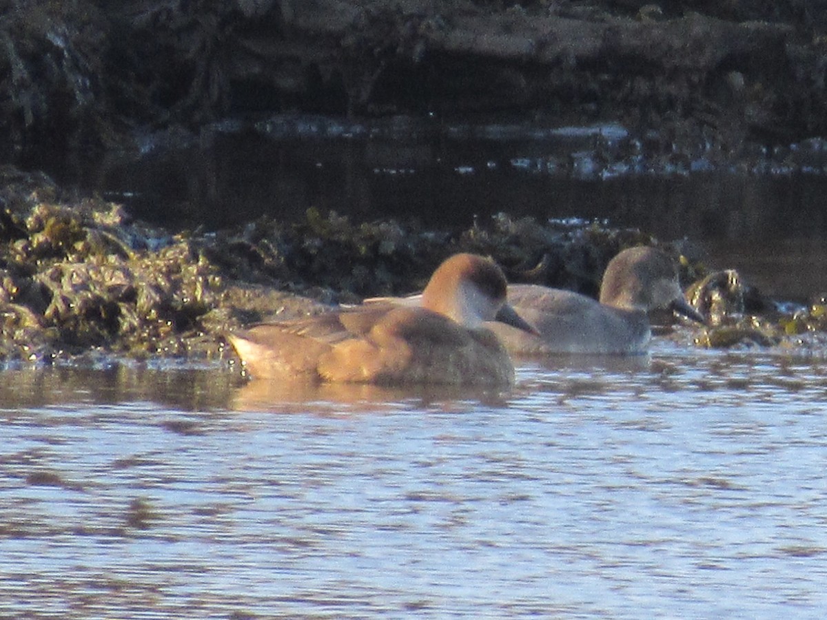 Red-crested Pochard - ML614018293