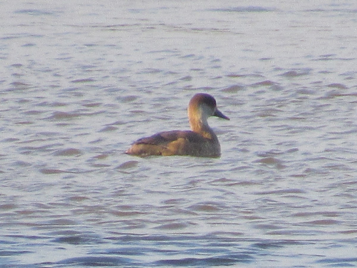 Red-crested Pochard - Molly Bell