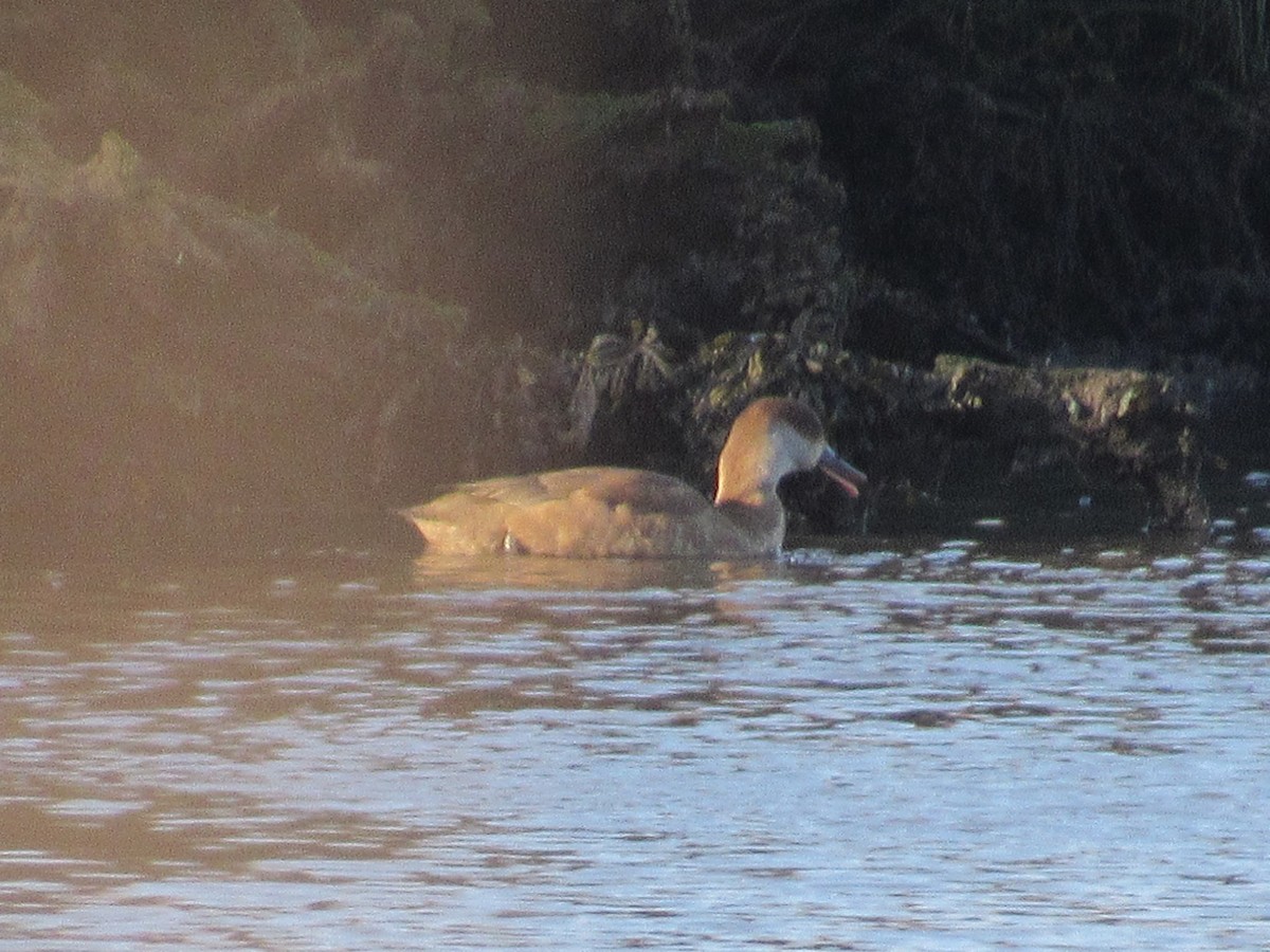 Red-crested Pochard - Molly Bell