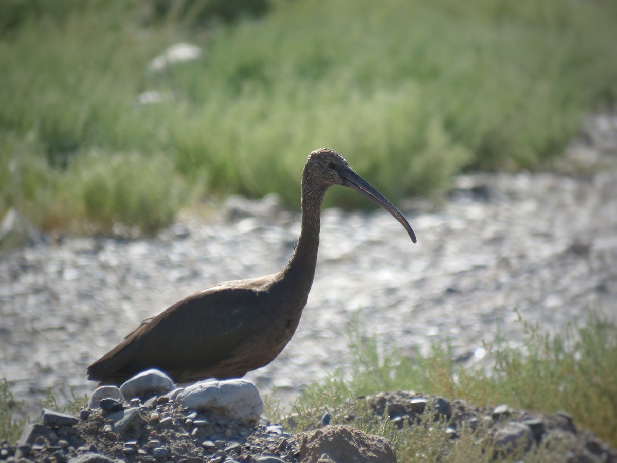 Glossy Ibis - ML614018303