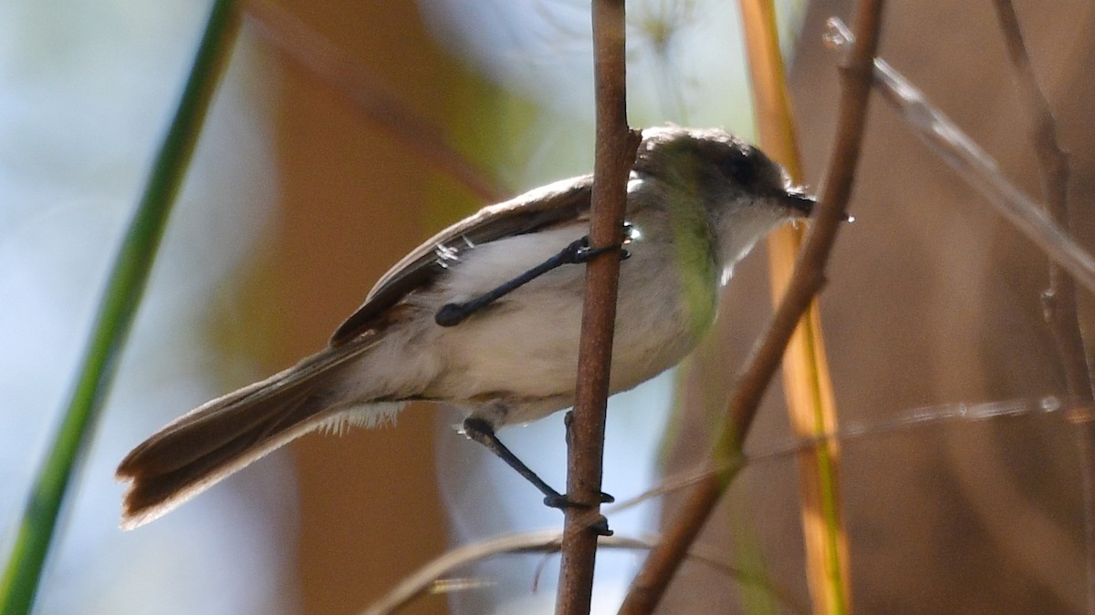 River Tyrannulet - Carl Winstead