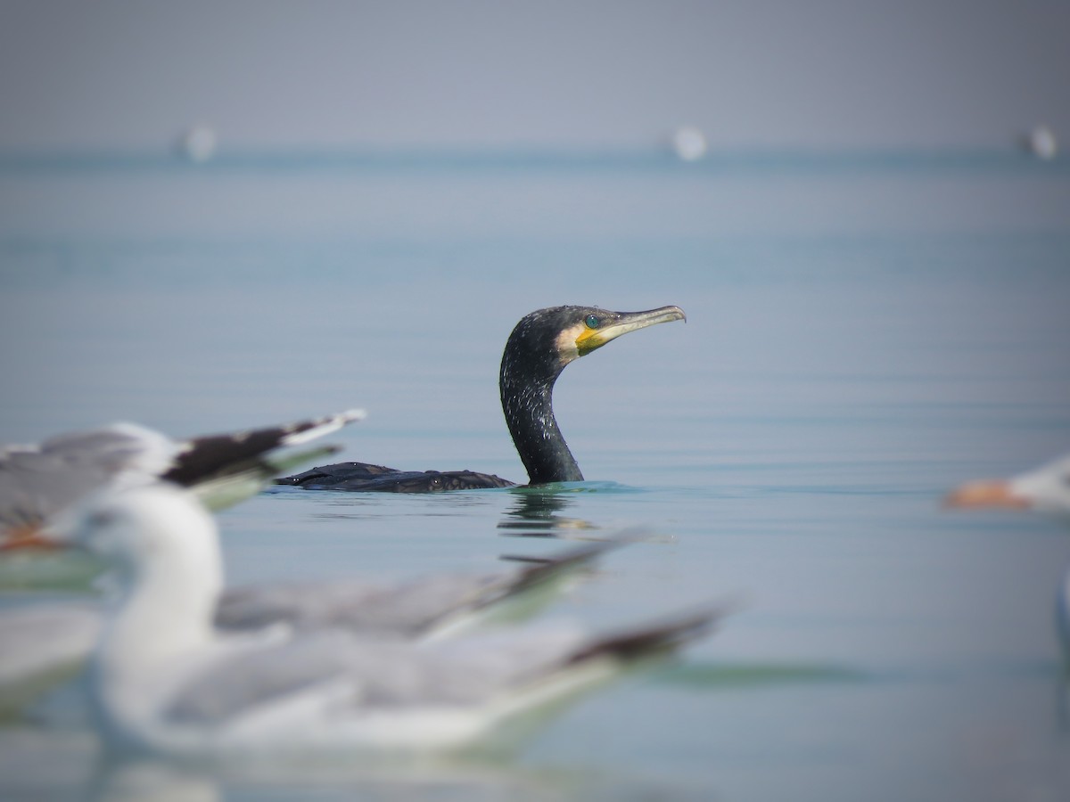 Great Cormorant - ML614018426