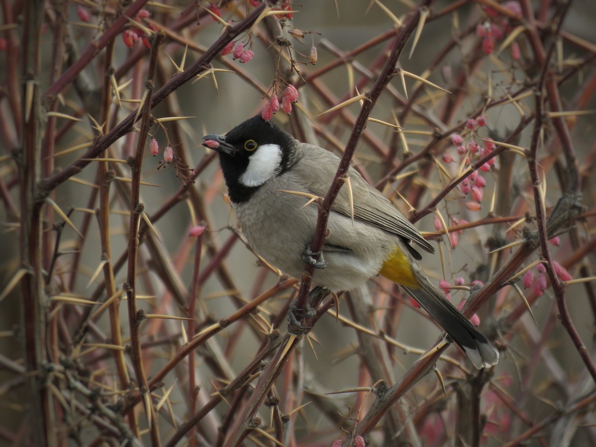 White-eared Bulbul - ML614018493