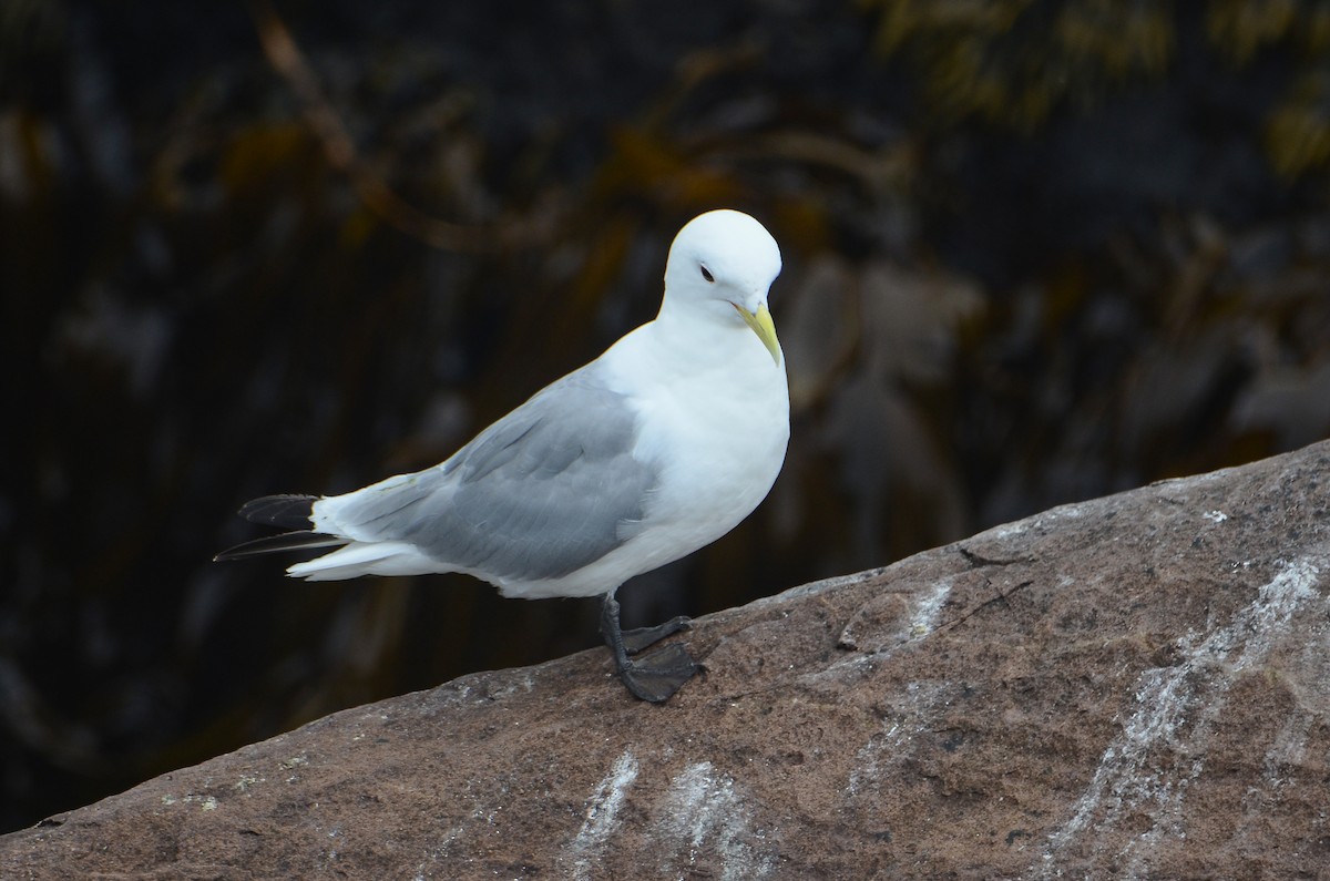 Mouette tridactyle - ML614018522