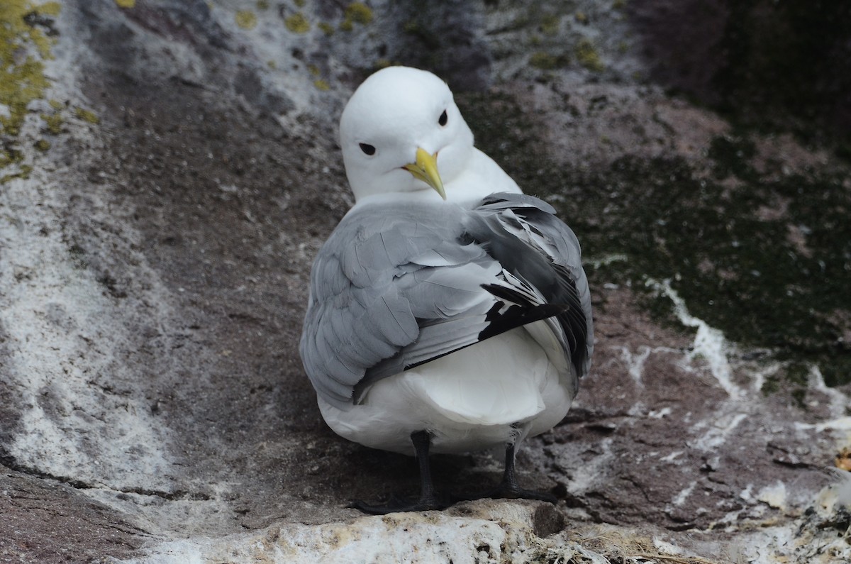 Mouette tridactyle - ML614018525