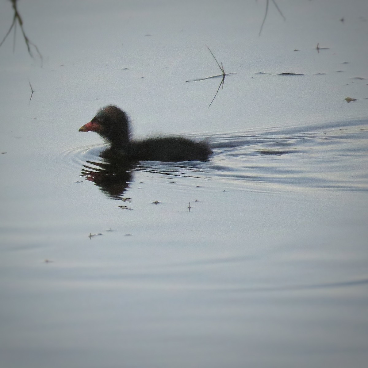 Eurasian Moorhen - ML614018535