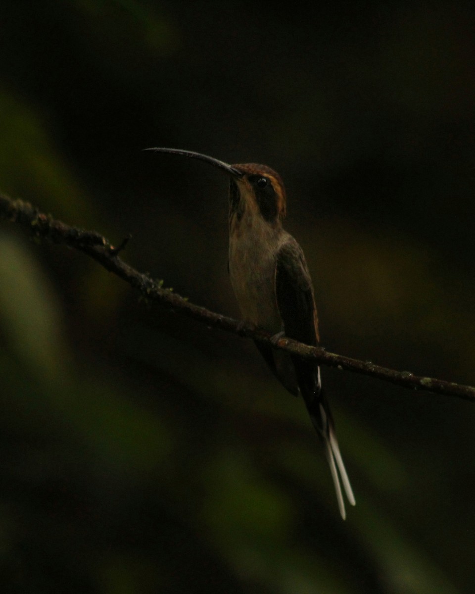 Scale-throated Hermit - ML614018573