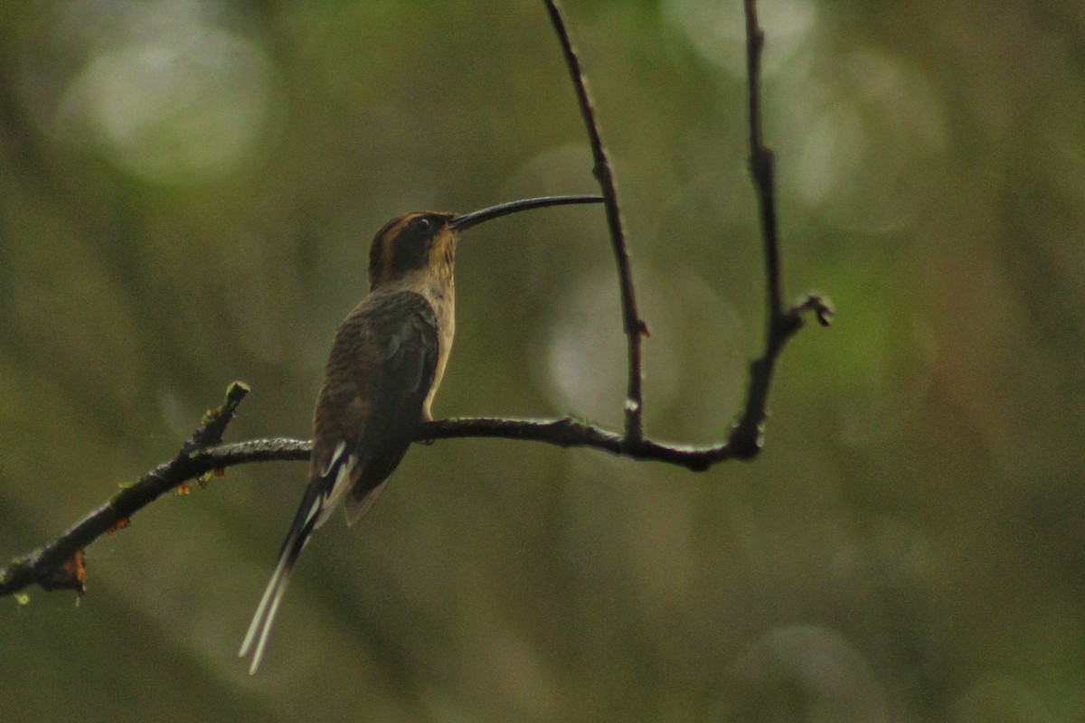 Scale-throated Hermit - ML614018574
