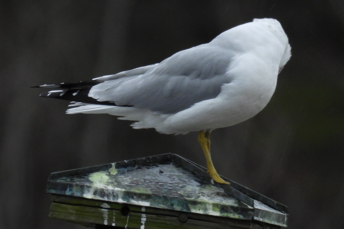 Ring-billed Gull - ML614018648