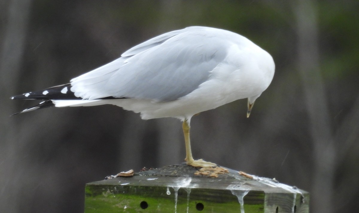 Ring-billed Gull - ML614018649