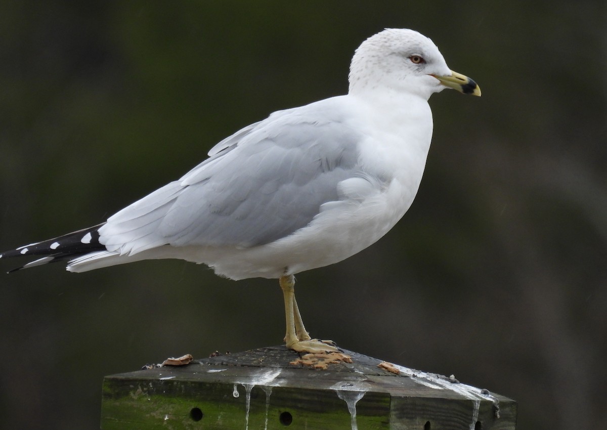 Ring-billed Gull - ML614018650