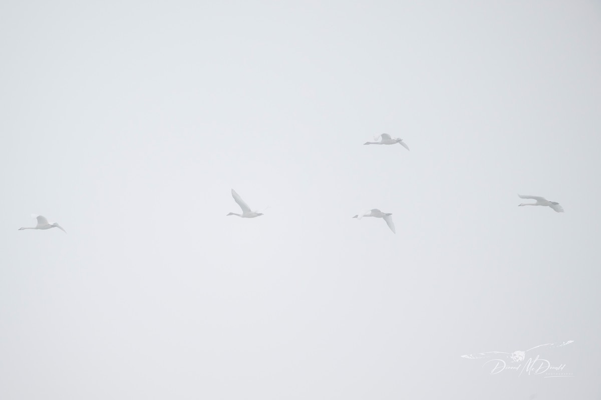 Гунгар хун - ML614018684