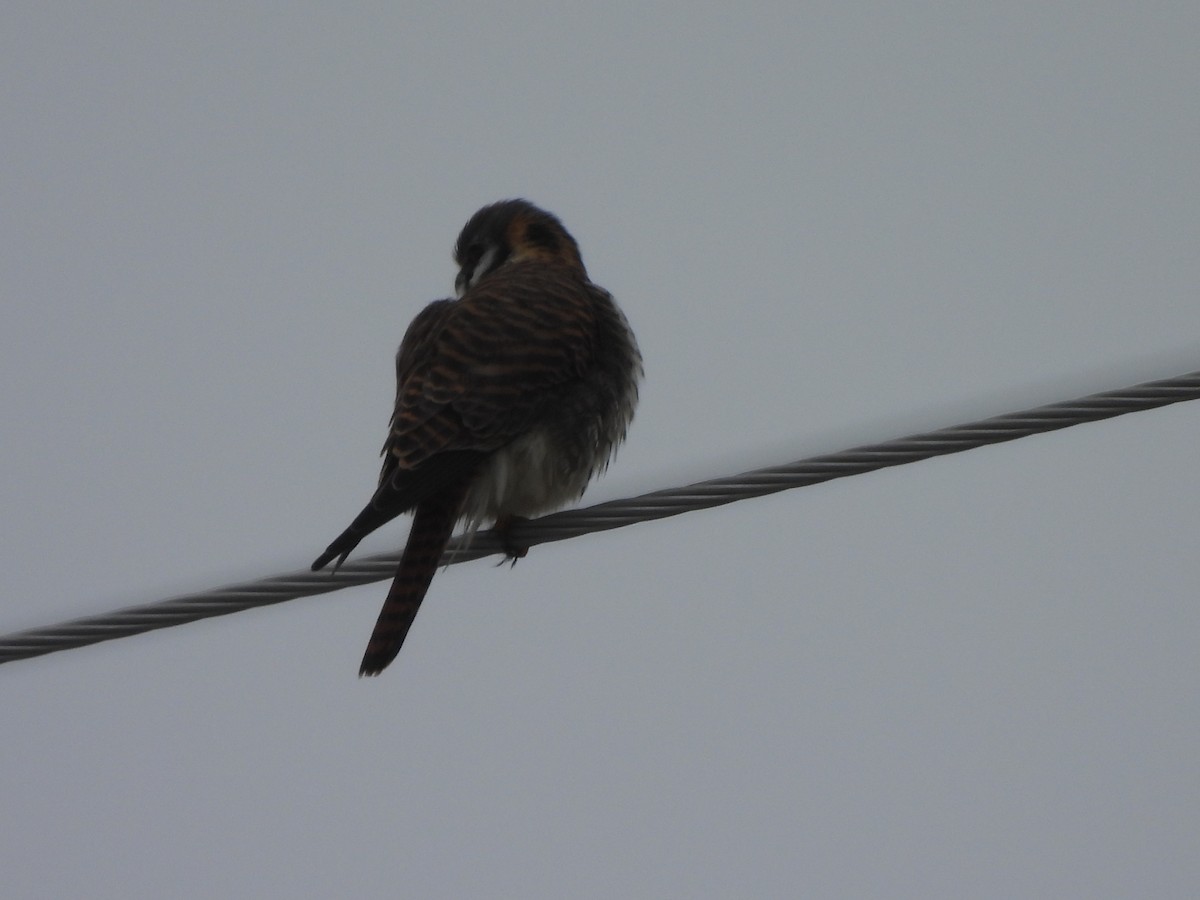 American Kestrel - ML614018726