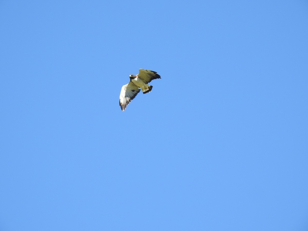 White-tailed Hawk - Gersony Jovchelevich