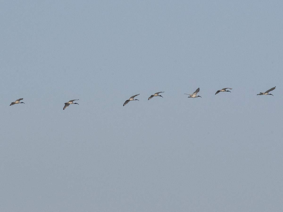 African Sacred Ibis - ML614018865