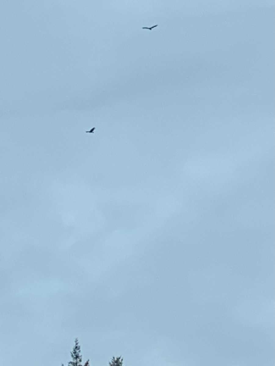 Turkey Vulture - ML614018883