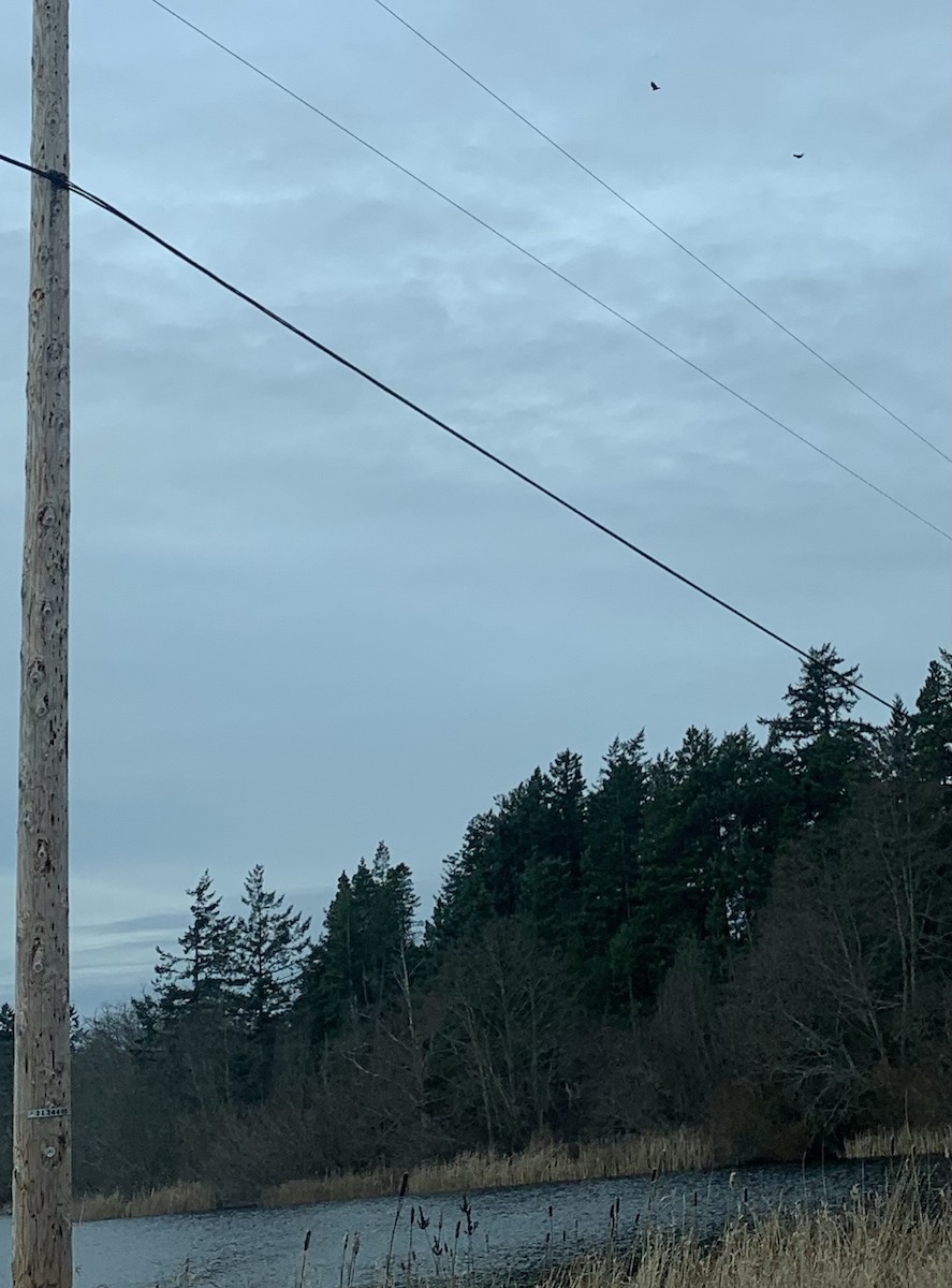 Turkey Vulture - ML614018884
