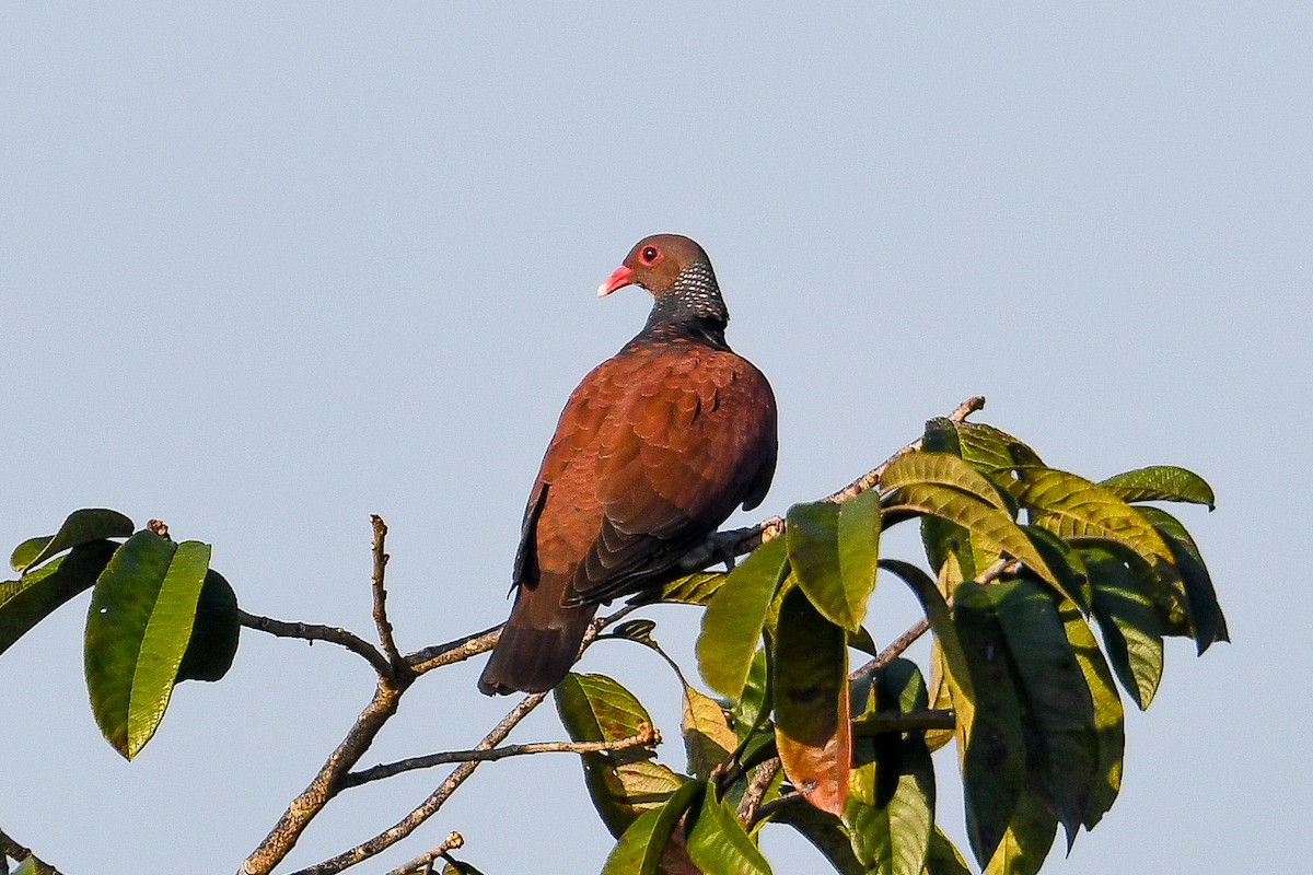 Scaled Pigeon - ML614018974