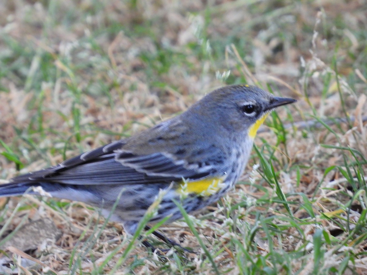 Yellow-rumped Warbler - ML614019015