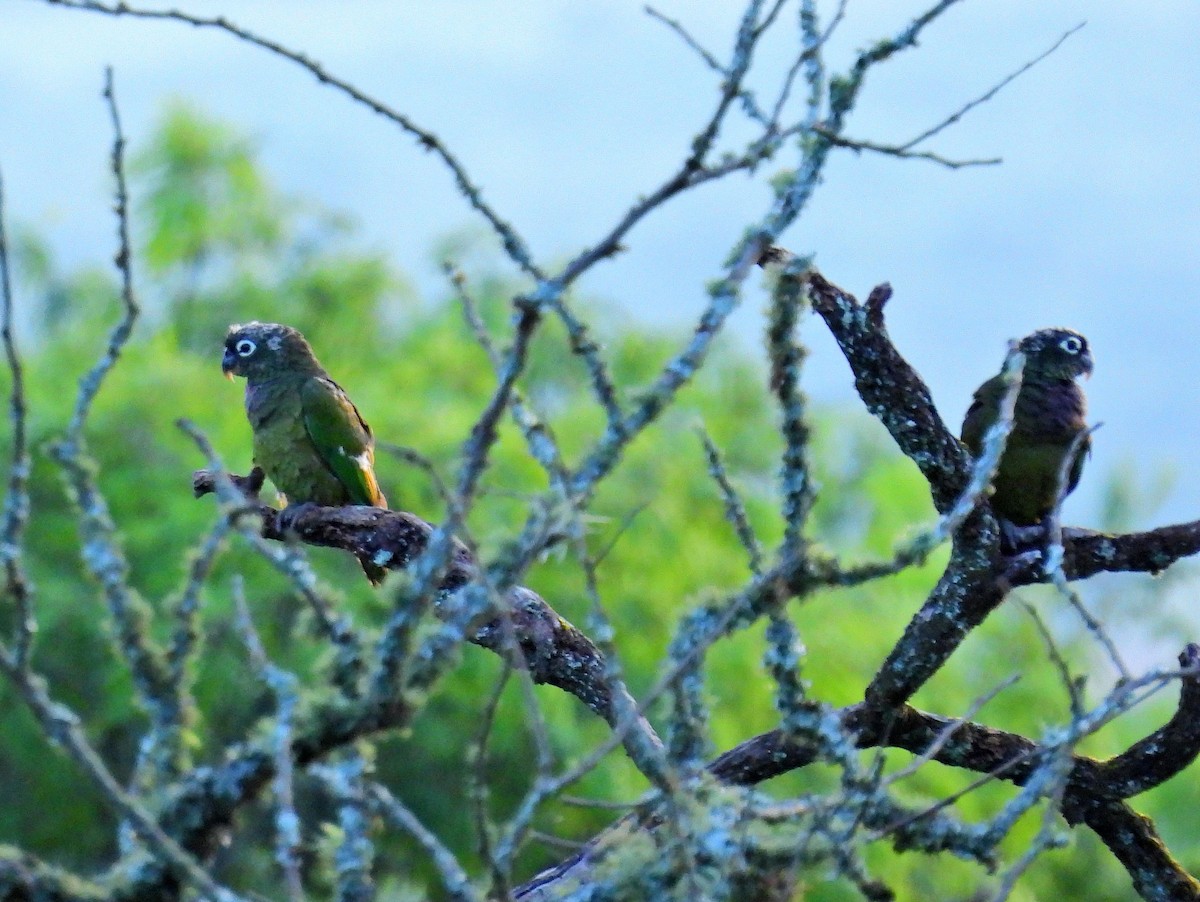 Папуга-червоногуз зеленощокий - ML614019074