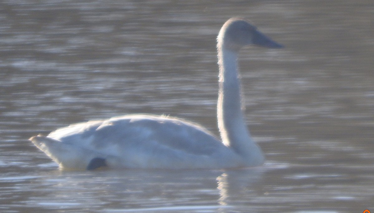 Trumpeter Swan - ML614019314