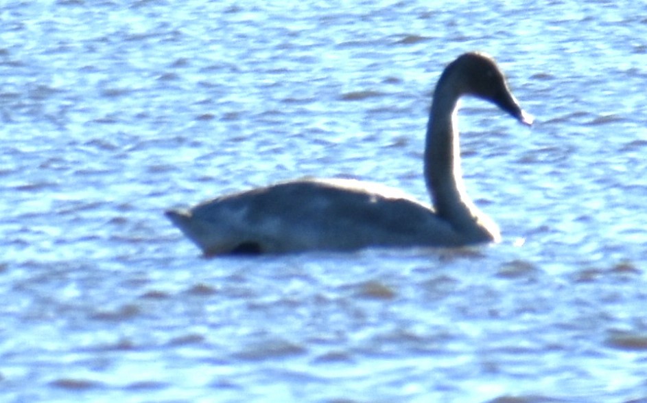 Cisne Trompetero - ML614019318