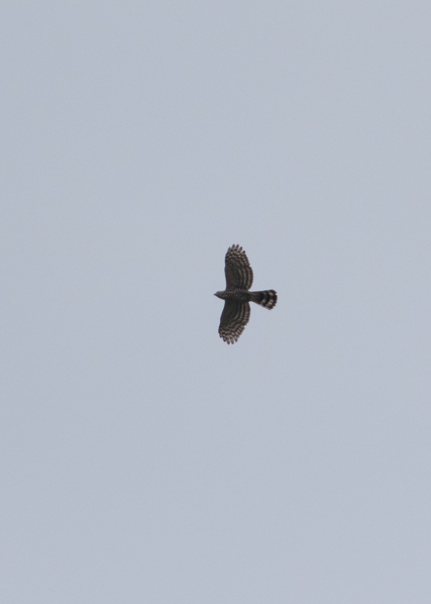 Crested Goshawk - ML614019494