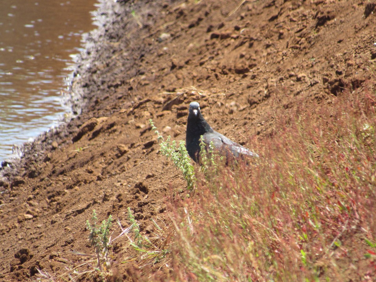 Rock Pigeon (Feral Pigeon) - Javiera Carrasco Icart