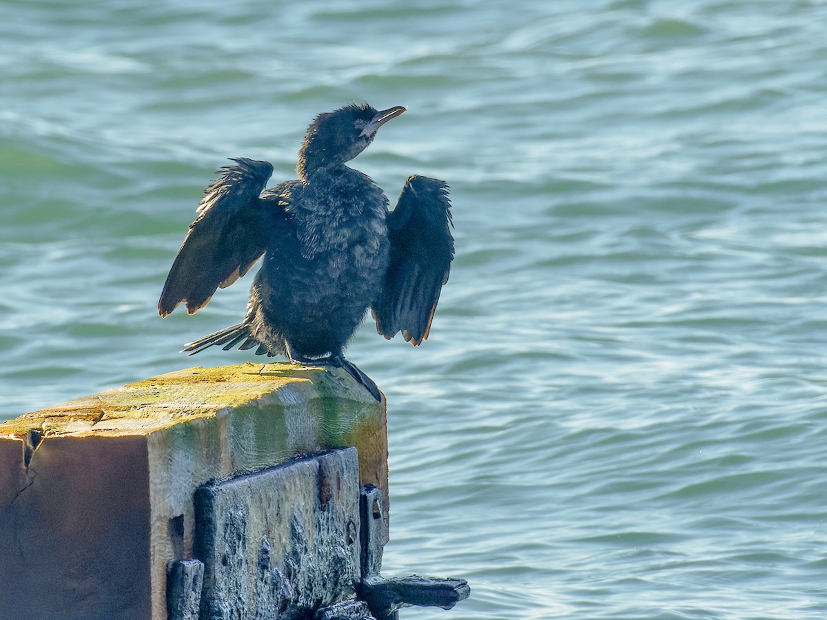 Pygmy Cormorant - ML614019505