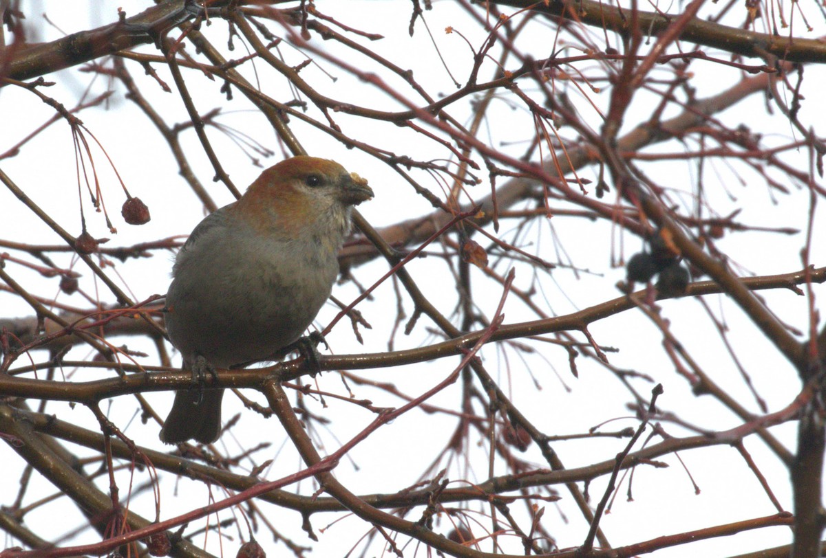 Pine Grosbeak - ML614019640