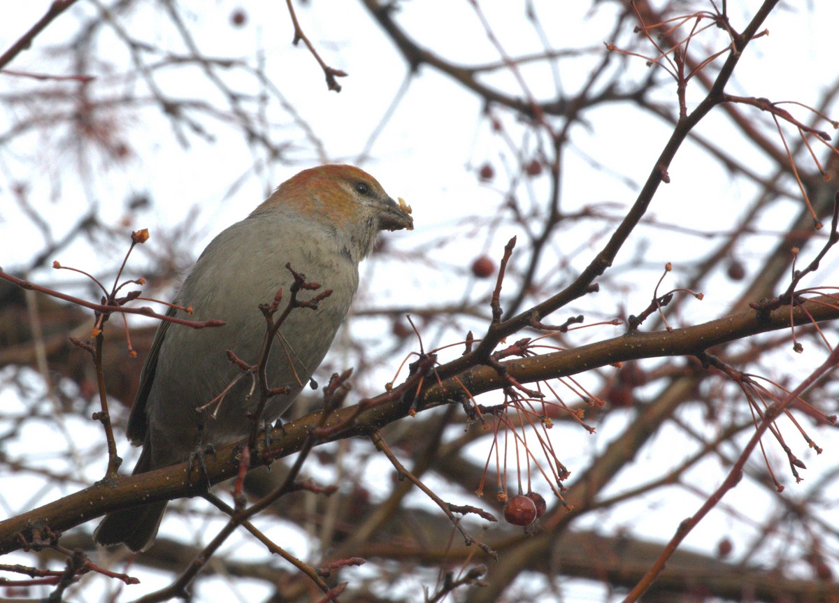 Pine Grosbeak - ML614019643