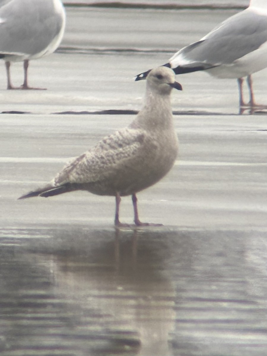 Gaviota Groenlandesa - ML614019706