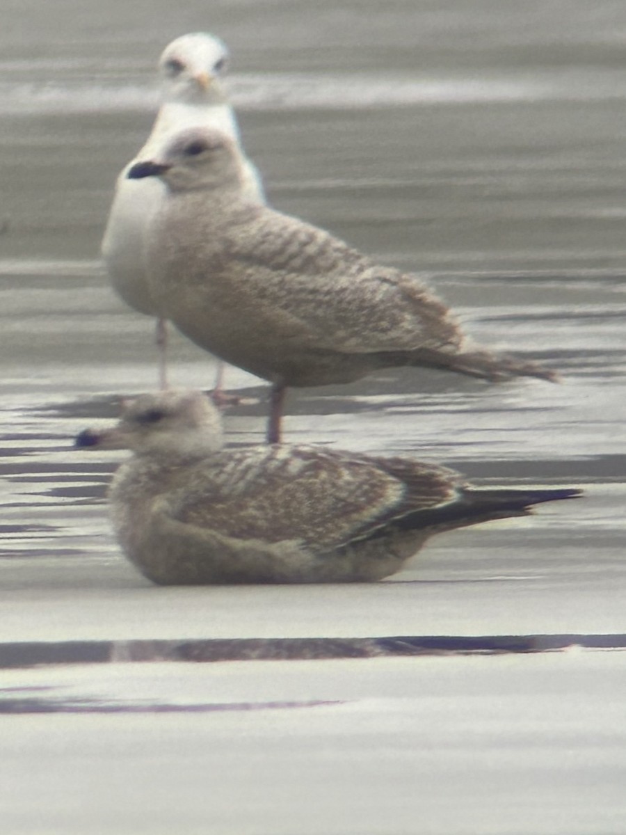 Gaviota Groenlandesa - ML614019707