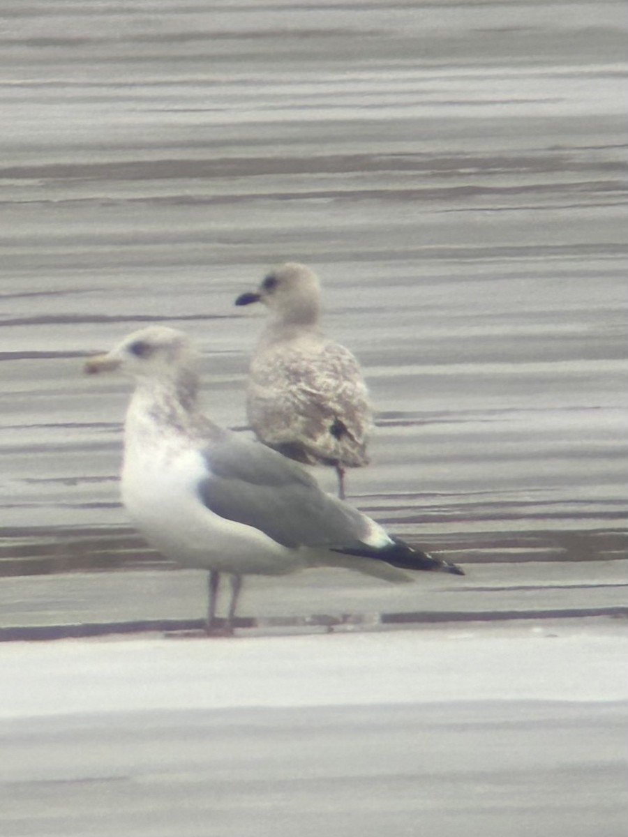 Gaviota Groenlandesa - ML614019708