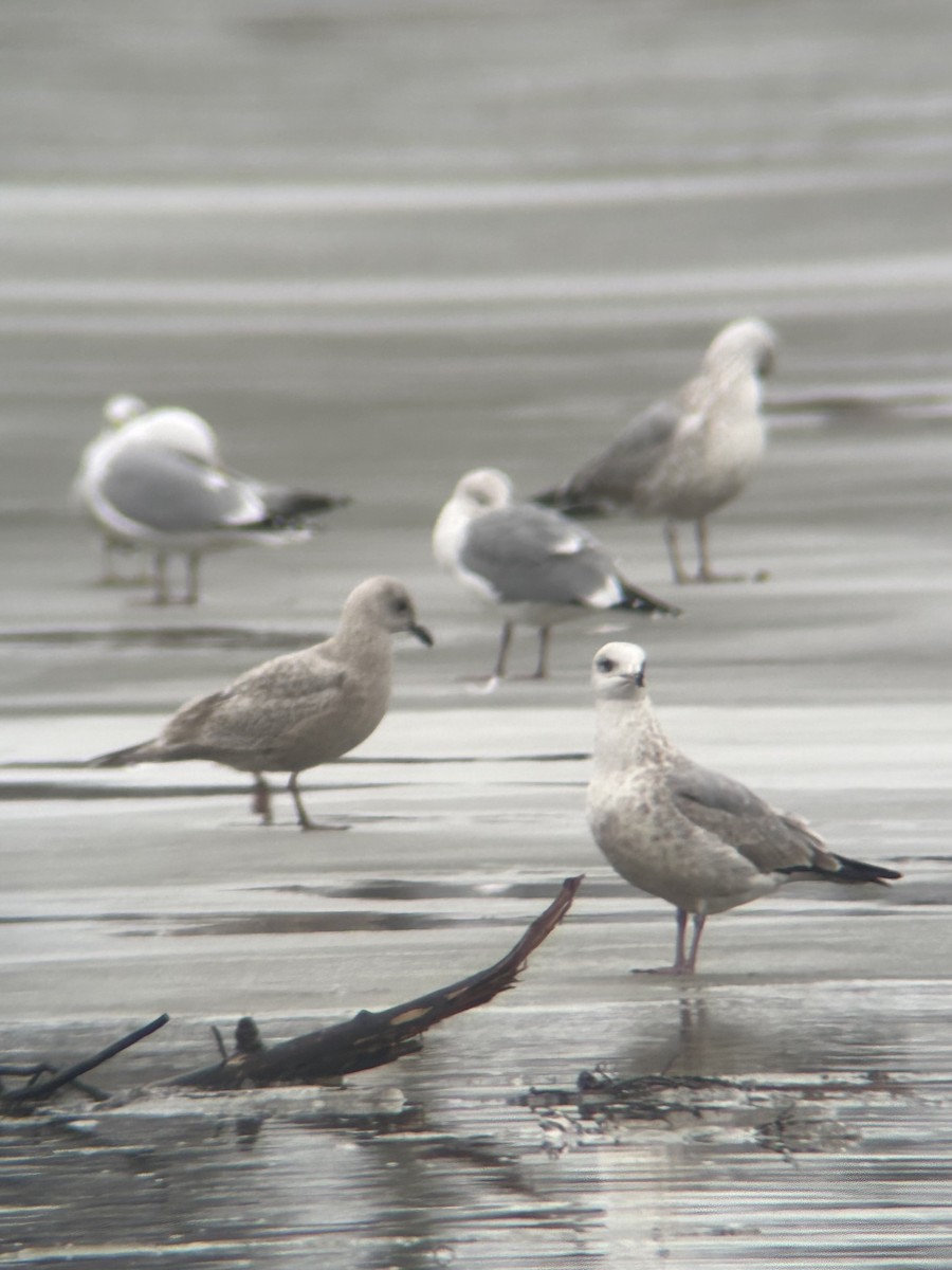 Gaviota Groenlandesa - ML614019709