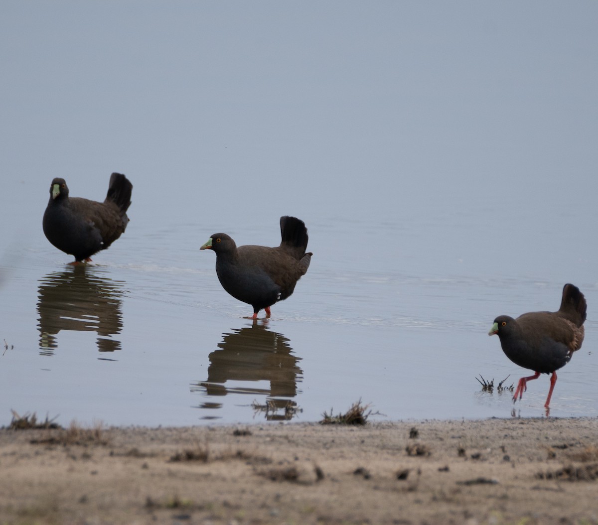 Black-tailed Nativehen - ML614019840