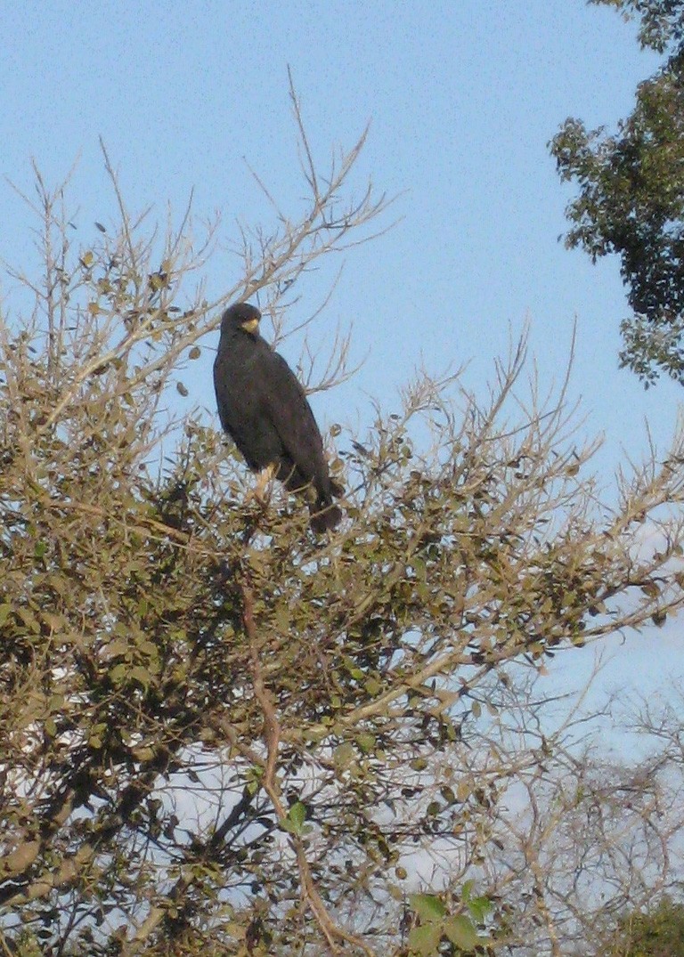 Great Black Hawk - ML614020003