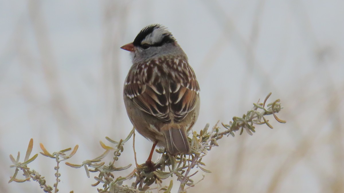 White-crowned Sparrow - ML614020024