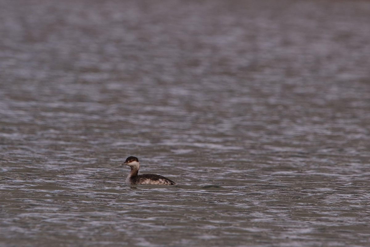 Horned Grebe - ML614020036
