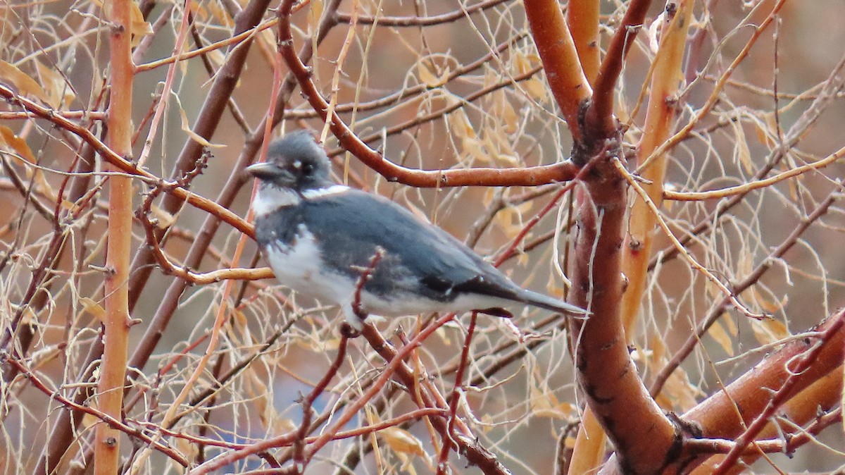 Belted Kingfisher - ML614020048