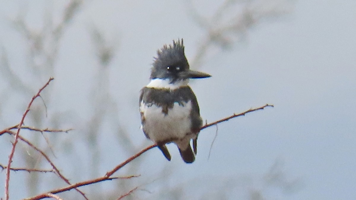 Belted Kingfisher - ML614020055